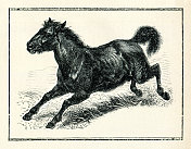 塔尔潘野马灭绝的马，1898年
