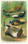 雉鸡或猎鸟变异1898年