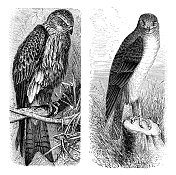 红风筝和鹞鹰猛禽画1898年