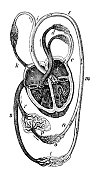 人类心脏与冠状动脉循环1898年