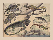 变色龙(变色龙)，手工彩色印刷，1882年出版