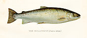 1894年的bulltrout鱼古董插图