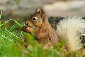 苏格兰红松鼠(Sciurus vulgaris)的特写