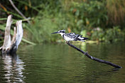 乌干达沼泽地里的花斑翠鸟(Ceryle rudis)，野生动物拍摄