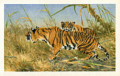 虎或美洲虎画于1898年