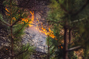 野火在森林中蔓延