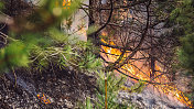 野火在森林中蔓延