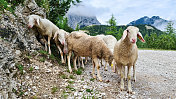 可爱的绵羊看着相机，背景是一群羊在碎石路上。