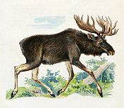 驼鹿插图1899年