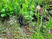 高山蝾螈（Ichthyosaura alpestris）