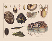 蜗牛(腹足类)，手绘彩色石版，1882年出版