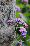 紫花植物特写