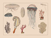 刺胞动物，手工着色彩色印刷，出版于1882年