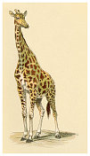 长颈鹿插图1897