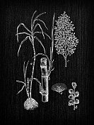 植物学植物仿古雕刻插画:Saccharum officinarum(甘蔗)