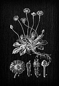 植物学植物古董雕刻插画:Bellis perennis(普通雏菊、草坪雏菊或英国雏菊)