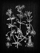植物学植物古董雕刻插图:Anagallis arvensis(猩红花)