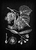 植物学植物仿古雕刻插画:椴树(椴树)