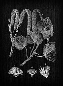 植物学植物仿古雕刻插画:杨树(白杨、普通白杨、欧亚白杨、欧洲白杨、颤杨)