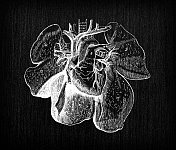 人体解剖学古董插图:心脏和肺