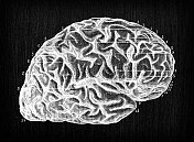 人体解剖神经系统的古董插图:大脑