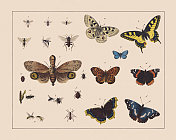 膜翅目、半翅目和蝴蝶(鳞翅目)，手工彩色印刷，1882年出版