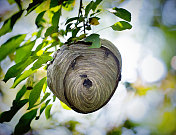 黄蜂巢挂在树上