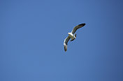 海鸥在天空中飞翔