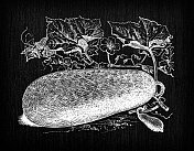 植物学蔬菜植物仿古雕刻插图:冬瓜