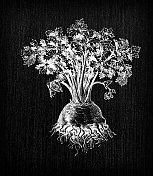 植物学蔬菜植物古雕插画:块根芹(Apium graveolens var. rapaceum)，又称芜菁芹、芹菜根