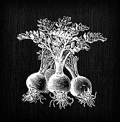 植物学蔬菜植物仿古雕刻插图:芹菜根甜菜