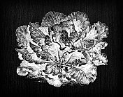 植物学蔬菜植物仿古雕刻插图:绿色琉璃美国卷心菜