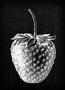 植物学蔬菜植物仿古雕刻插图:草莓