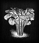 植物学蔬菜植物仿古雕刻插画:白菜(brassica chinensis)