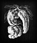 植物学蔬菜植物古董雕刻插图:辣椒