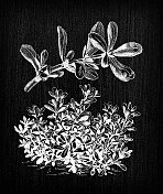 植物学蔬菜植物仿古雕刻插画:马齿苋(普通马齿苋、verdolaga、小猪草、红根)