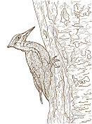羽冠啄木鸟线条艺术