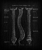 人体解剖学插图从古董法国艺术书:脊柱韧带