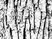 霉菌苔藓树树皮垃圾纹理。黑色灰尘Scratchy Pattern。抽象的背景。矢量设计作品。变形的效果。裂缝。