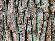 霉菌苔藓树树皮垃圾纹理。黑色灰尘Scratchy Pattern。抽象的背景。矢量设计作品。变形的效果。裂缝。