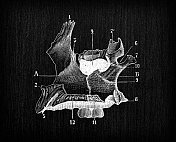 人体解剖骨骼古玩插图，头骨:上颌骨、上颌