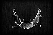 人体解剖骨古插图，头骨:舌骨、舌骨、舌骨