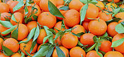 新鲜的柑橘――柑橘类的水果