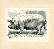 大型白猪英国品种1898年家养猪