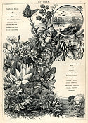 10月的蛾和蝴蝶的复古插图，维多利亚自然插图