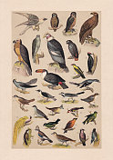 《鸟》，彩色印刷，出版于1889年