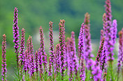 Liatris spicata /耀眼的星星