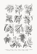果树和落叶树的花朵，木刻，1889年出版