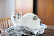 客厅桌上的床单上躺着一只带黑点的白猫
