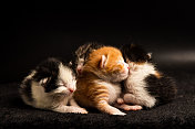 四只小猫挤在一起